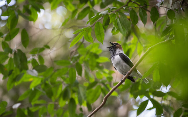 Bearded Bellbird • Asa Wright Nature Center, Trinidad