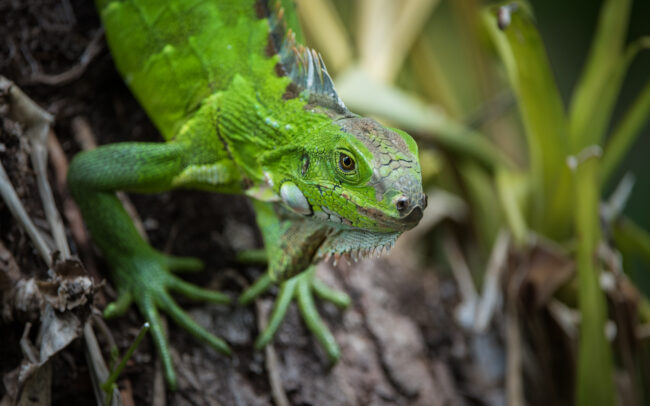 Green Iguana • Asa Wright Nature Center, Trinidad