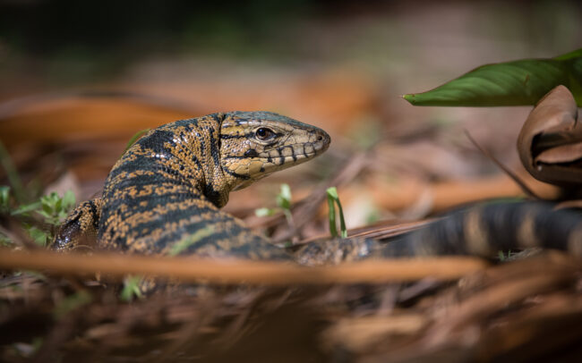 Tegu Lizard • Asa Wright Nature Center, Trinidad