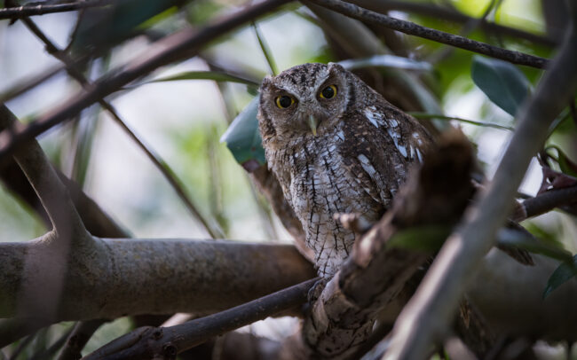 Tropical Screech Owl • Caroni Swamp, Trinidad