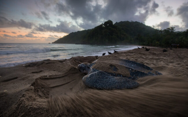 Leatherback Turtle • Grande Riviere, Trinidad