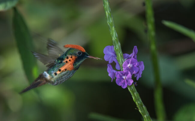 Tufted Coquette Hummingbird • Asa Wright Nature Center, Trinidad