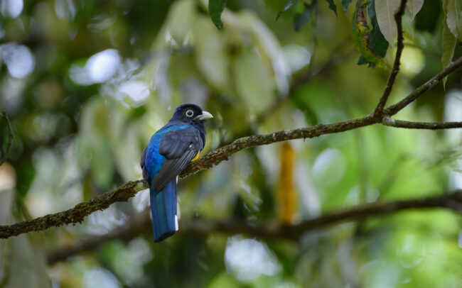 Green Backed Trogon • Asa Wright Nature Center, Trinidad