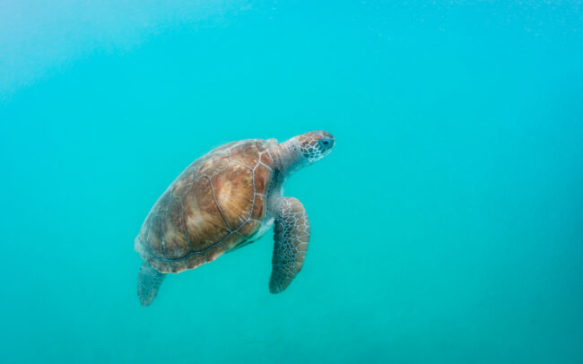 Green Sea Turtle • Barbados