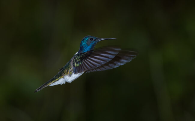 White Necked Jacobin • Asa Wright Nature Center, Trinidad