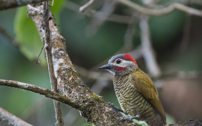 Golden Olive Woodpecker • Asa Wright Nature Center, Trinidad