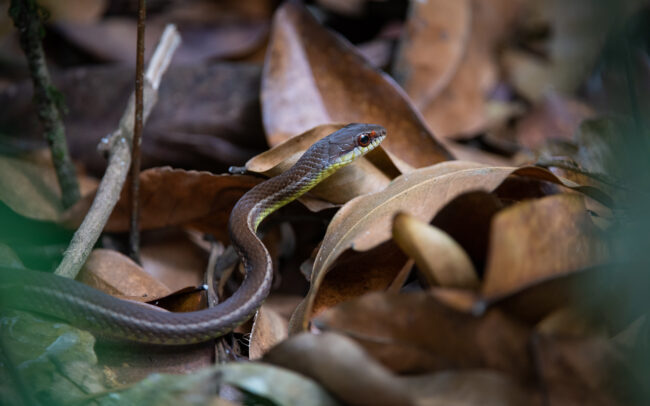 Yellow Bellied Puffer • Asa Wright Nature Center, Trinidad