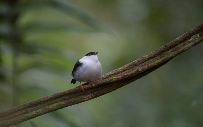 White Bearded Manakin • Asa Wright Nature Center, Trinidad