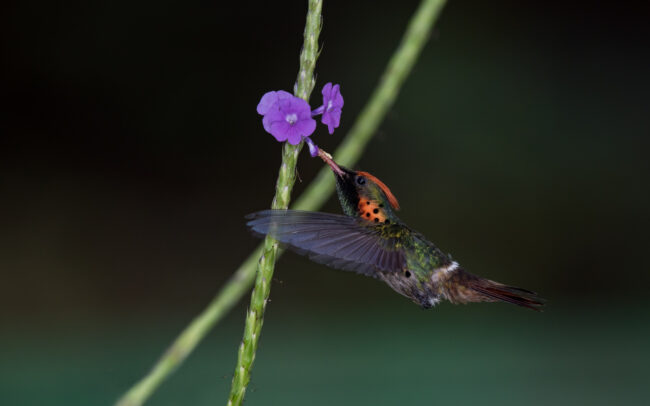 Tufted Coquette Hummingbird • Asa Wright Nature Center, Trinidad