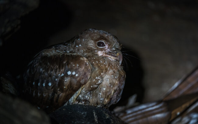 Oilbird • Asa Wright Nature Center, Trinidad