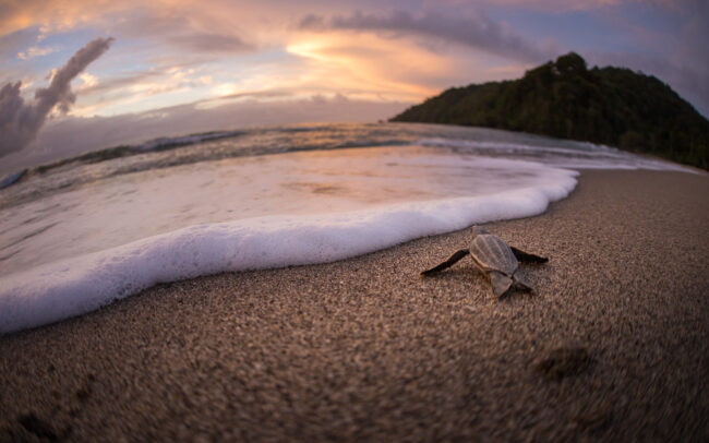 Leatherback Hatchling • Grande Riviere, Trinidad