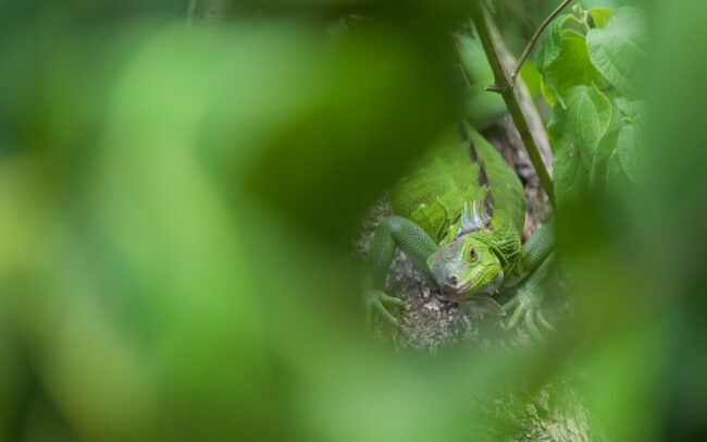 Green Iguana • Asa Wright Nature Center, Trinidad