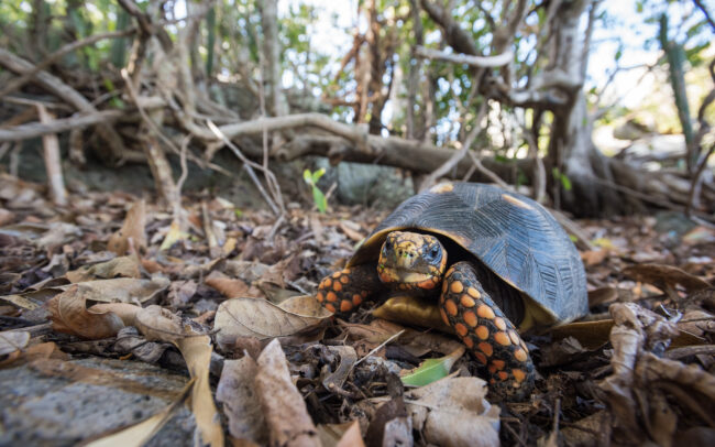 Red-Footed Tortoise • St. Barts