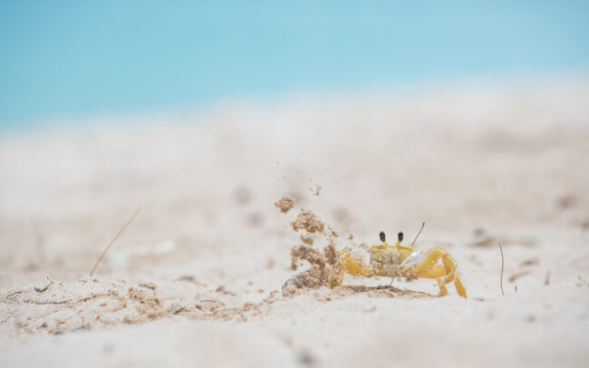 Ghost Crab • Barbados