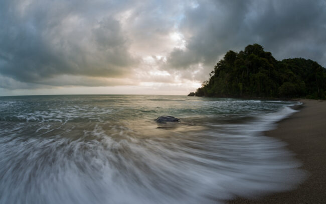 Leatherback Turtle at Dawn • Grande Riviere, Trinidad