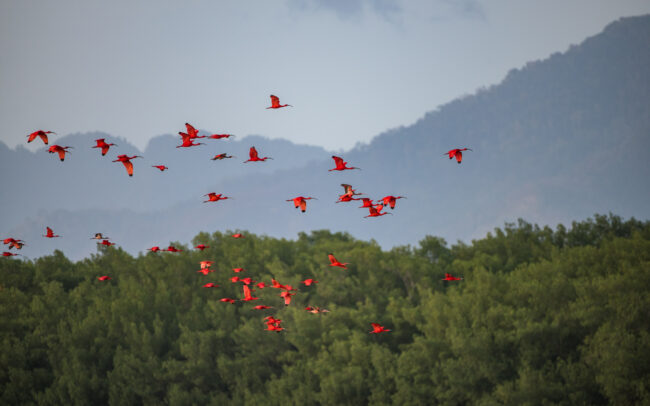 Scarlet Ibis • Caroni Swamp, Trinidad