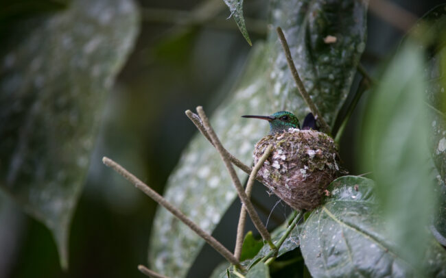 Copper Rumped Hummingbird • Asa Wright Nature Center, Trinidad