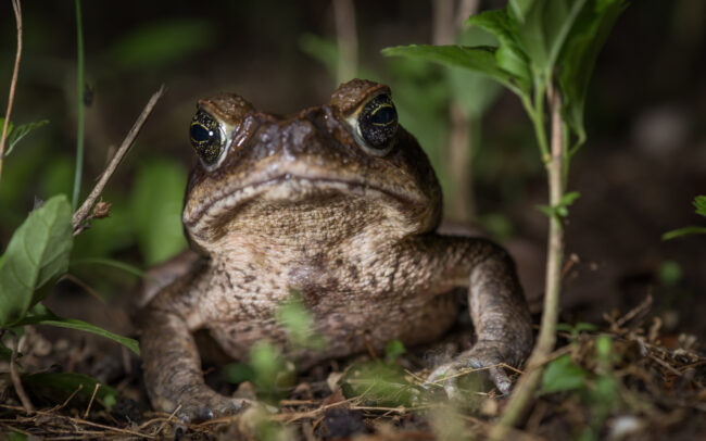 Marine Toad • Grande Riviere, Trinidad