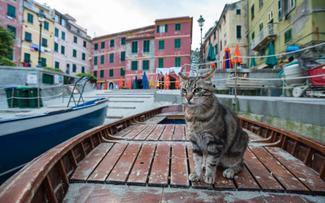 Cat and Boat • Vernazza, Italy