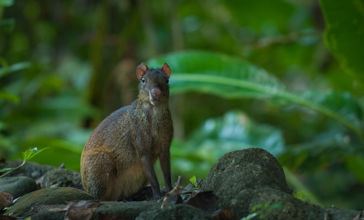 Central American Agouti, Pavones, Costa Rica
