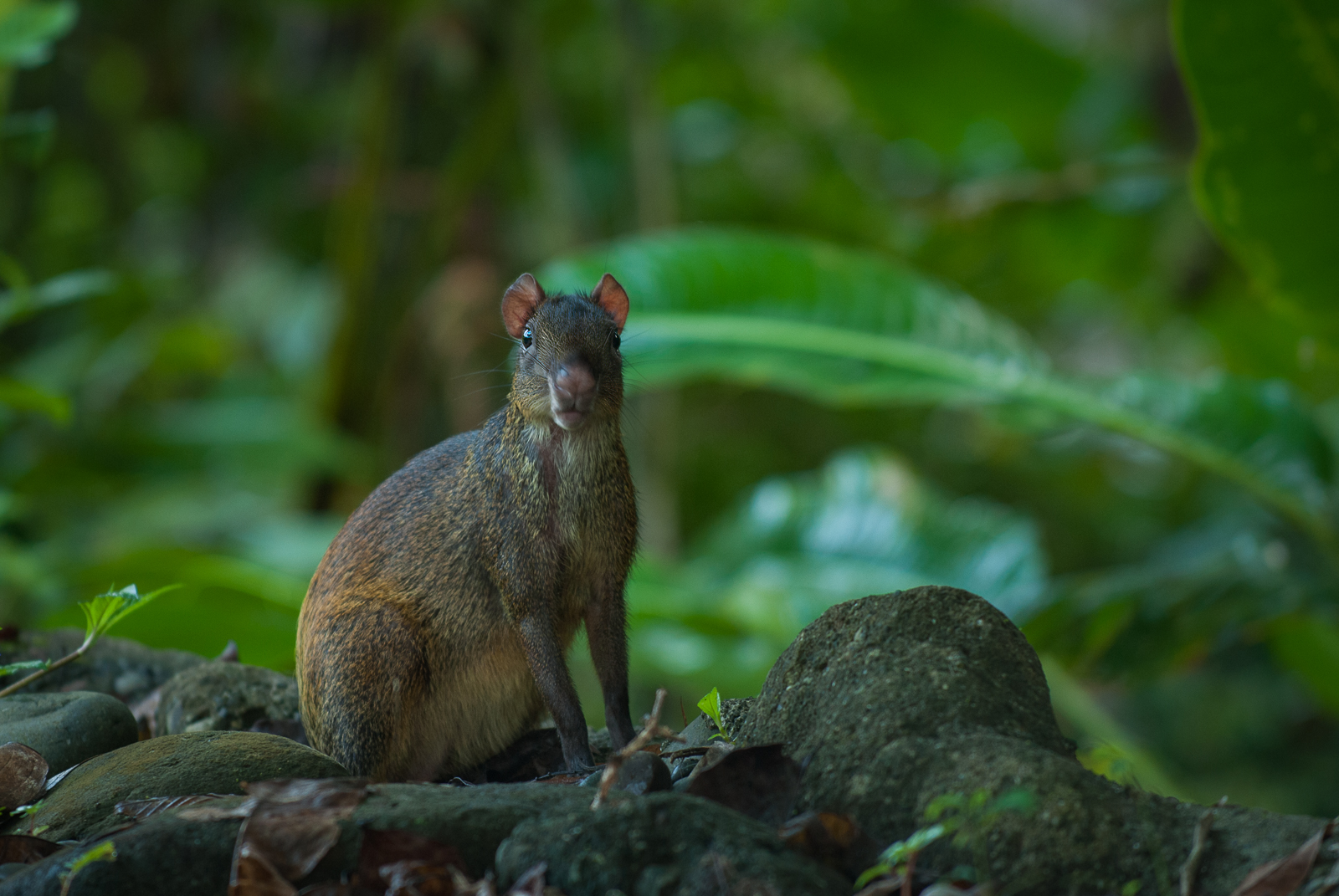 Central American Agouti, Pavones, Costa Rica