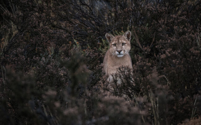 Puma • Torres Del Paine National Park, Chile