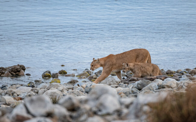 Puma Mother and Cub • Torres Del Paine National Park, Chile