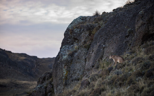 Puma • Torres Del Paine National Park, Chile