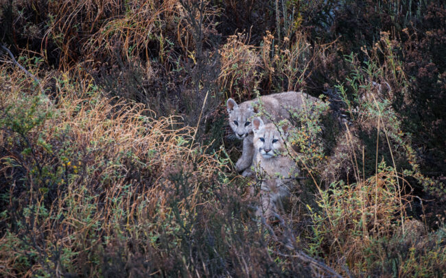 Puma Cubs • Torres Del Paine National Park, Chile