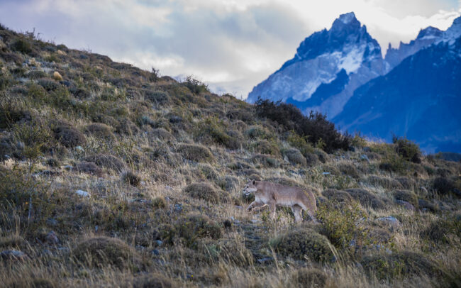 Puma • Torres Del Paine National Park, Chile