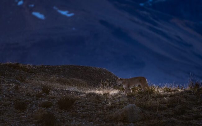 Puma • Torres Del Paine National Park, Chile