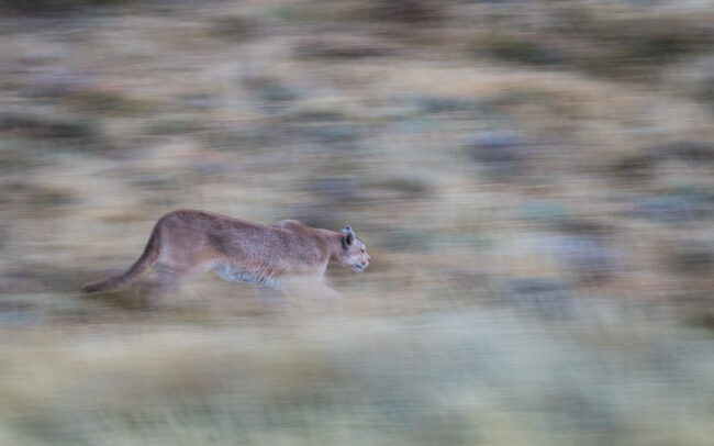 Puma • Torres Del Paine National Park, Chile