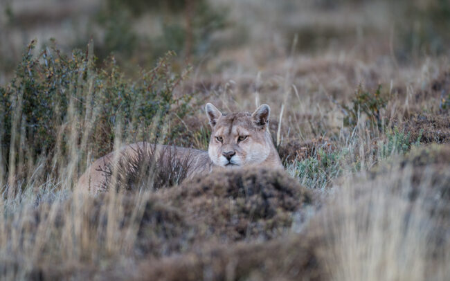 Puma • Torres Del Paine National Park, Chile