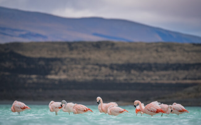 Chilean Flamingos • Torres Del Paine National Park, Chile