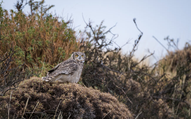 Magellanic Horned Owl • Torres Del Paine National Park, Chile