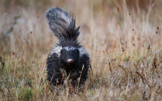 Patagonian Hog-Nosed Skunk • Torres Del Paine National Park, Chile