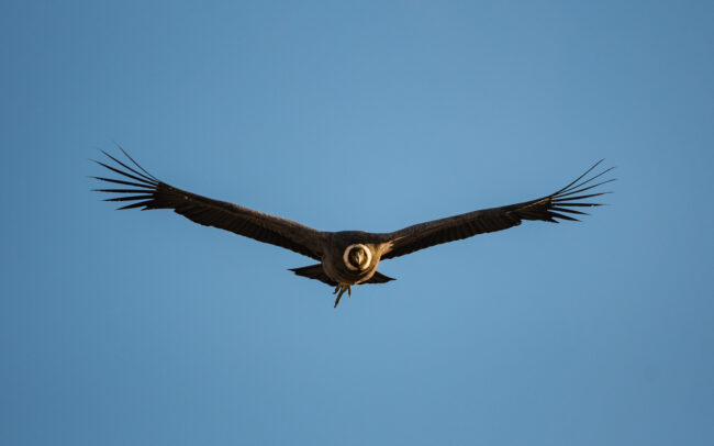 Andean Condor • Torres Del Paine National Park, Chile