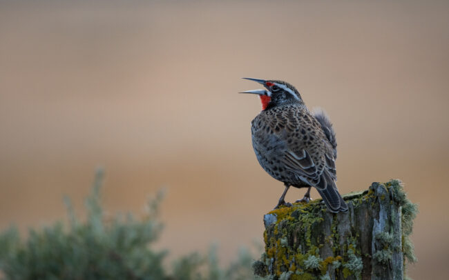 Long-Tailed Meadowlark • Chilean Patagonia