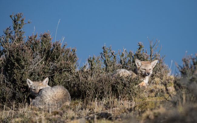 Patagonian Gray Foxes • Torres Del Paine National Park, Chile
