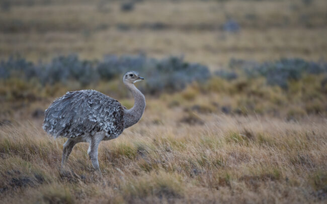 Lesser Rhea • Chilean Patagonia