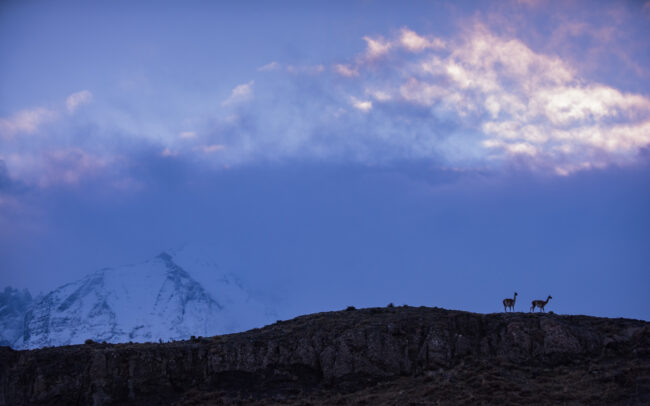 Guanacos • Torres Del Paine National Park, Chile