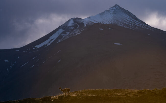 Guanaco • Torres Del Paine National Park, Chile