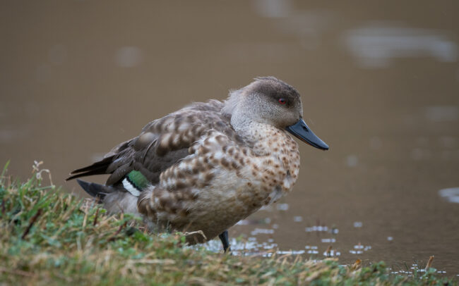 Crested Duck • Torres Del Paine National Park, Chile