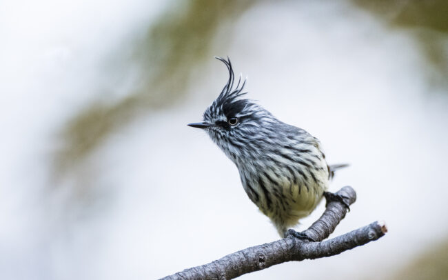 Tufted Tit Tyrant • Torres Del Paine National Park, Chile