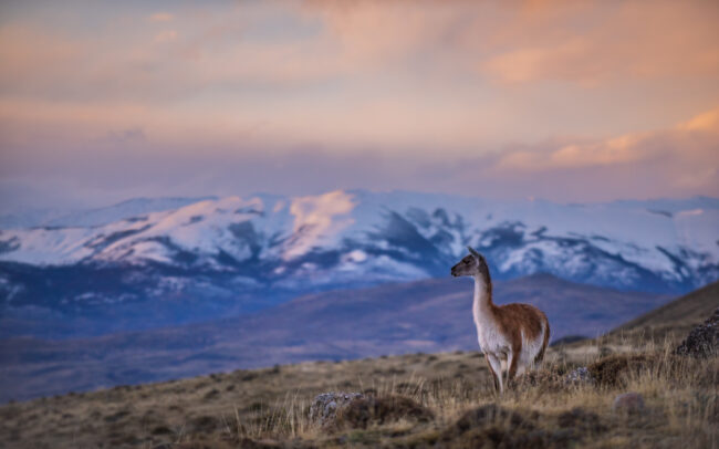 Guanaco • Torres Del Paine National Park, Chile