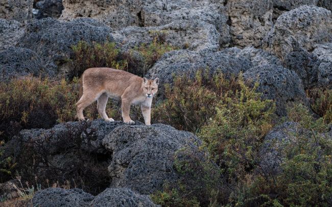 Puma • Torres Del Paine National Park, Chile