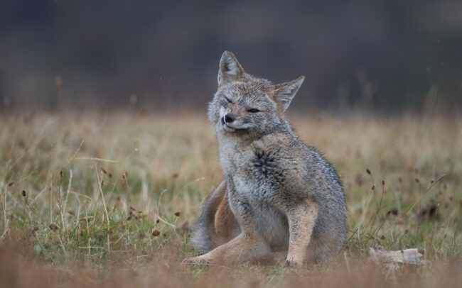 Patagonian Gray Fox • Torres Del Paine National Park, Chile