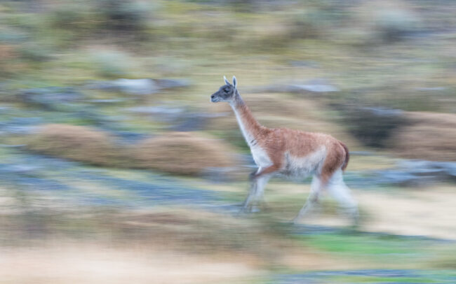 Guanaco • Torres Del Paine National Park, Chile