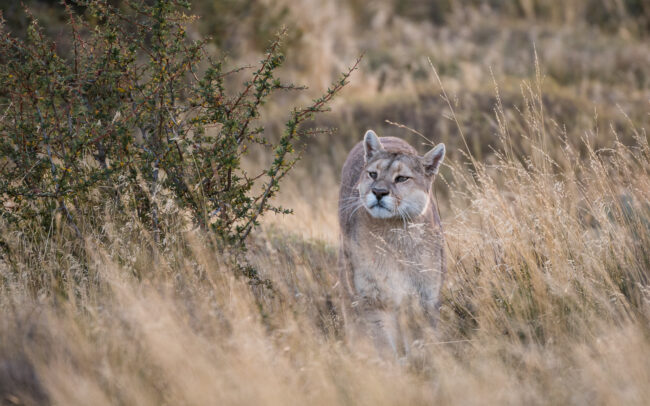 Puma • Torres Del Paine National Park, Chile