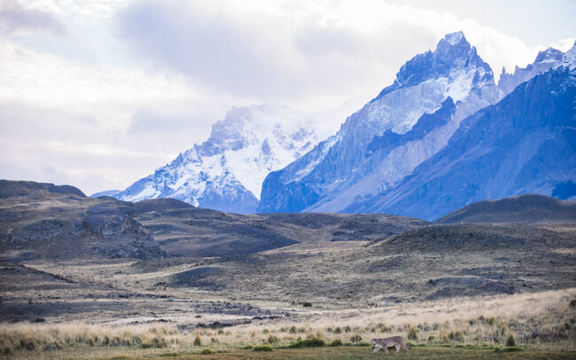 Puma • Torres Del Paine National Park, Chile